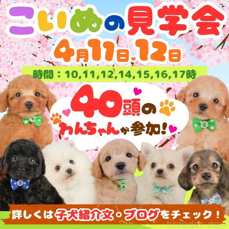 販売中の静岡県のトイプードル-456983の5枚目
