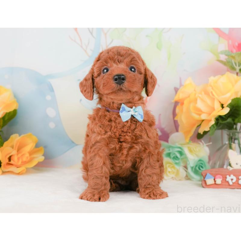 販売中の静岡県のトイプードル-456986の12枚目