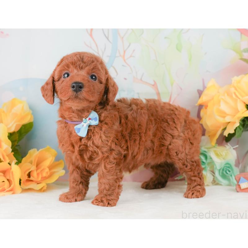 販売中の静岡県のトイプードル-456986の11枚目