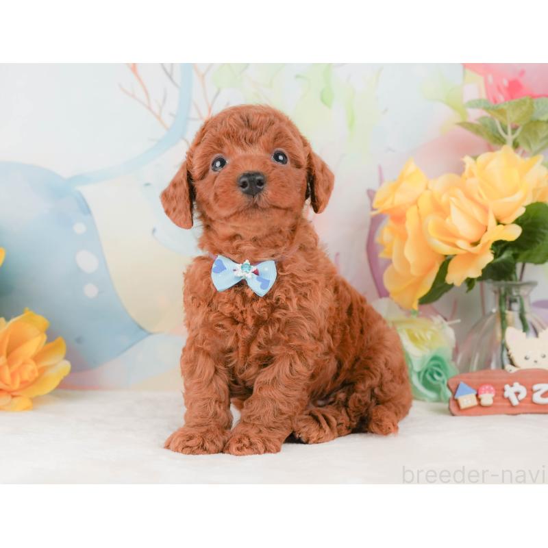 販売中の静岡県のトイプードル-456986の10枚目