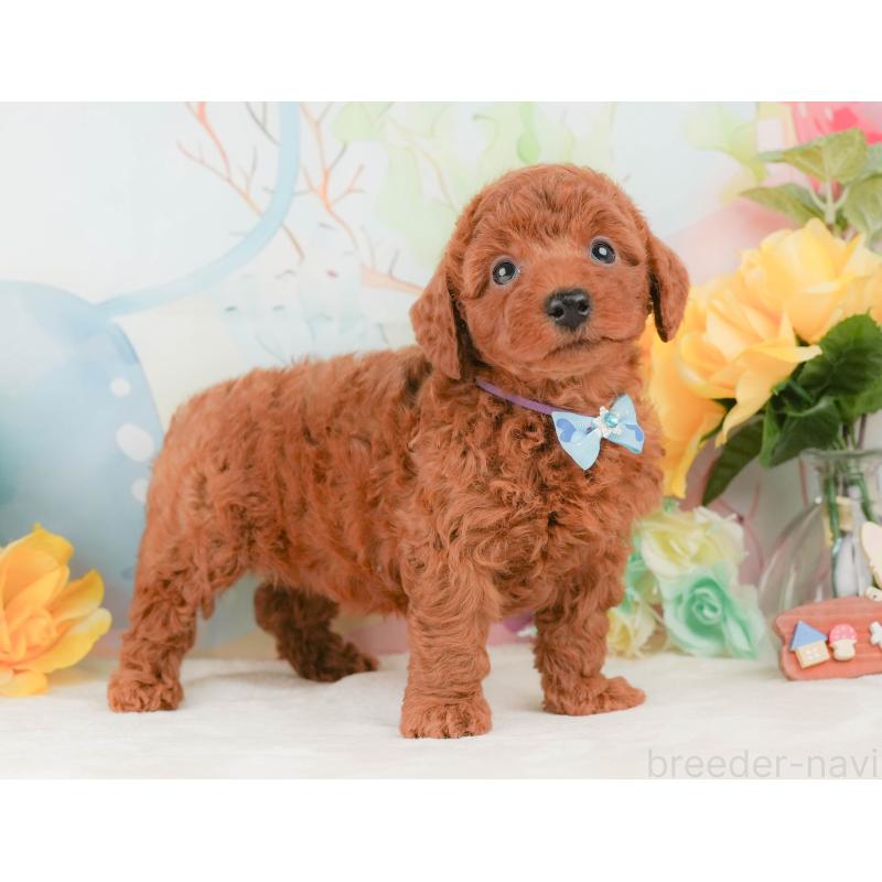 販売中の静岡県のトイプードル-456986の9枚目