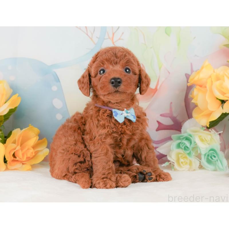 販売中の静岡県のトイプードル-456986の8枚目