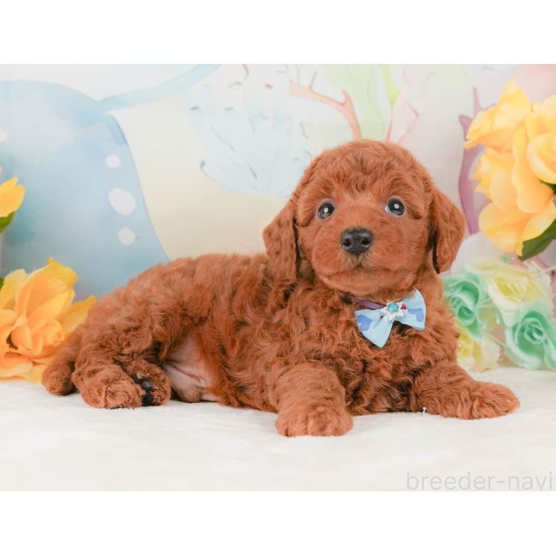 販売中の静岡県のトイプードル-456986の7枚目