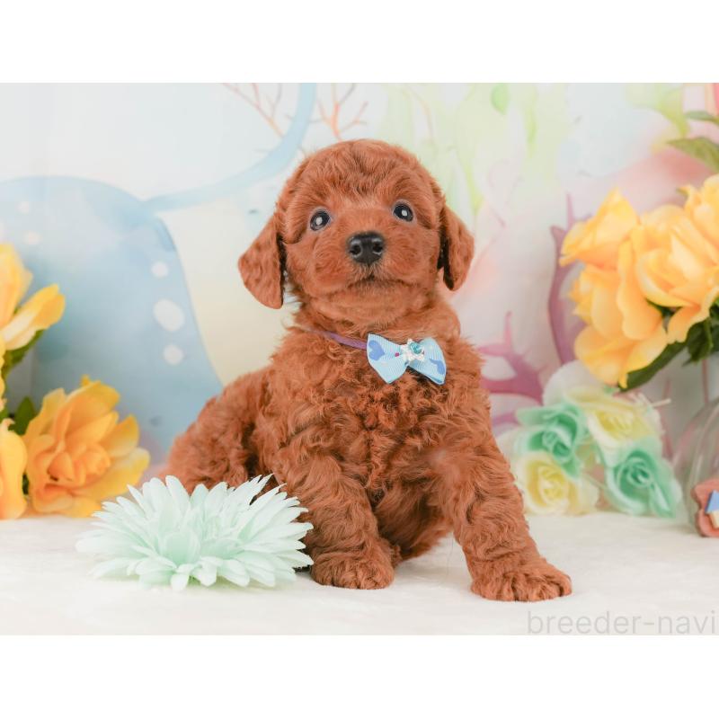 販売中の静岡県のトイプードル-456986の6枚目