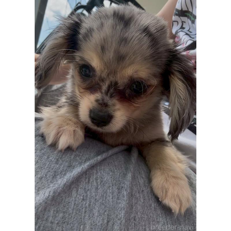 販売中の沖縄県のチワックス:チワワ×ミニチュアダックスフンド-456985の4枚目