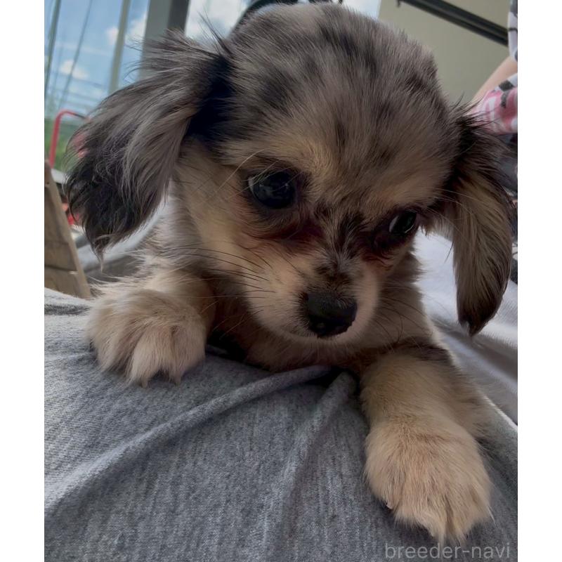 販売中の沖縄県のチワックス:チワワ×ミニチュアダックスフンド-456985の3枚目