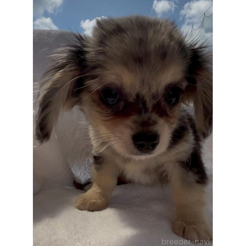 販売中の沖縄県のチワックス:チワワ×ミニチュアダックスフンド-456985の2枚目