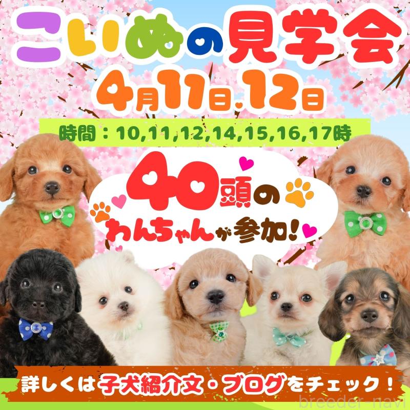 販売中の静岡県のトイプードル-456986の5枚目