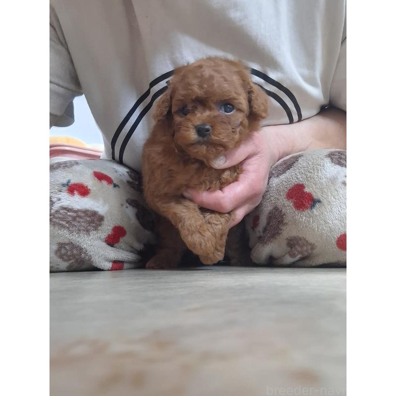 販売中の群馬県のタイニープードル-456988の6枚目
