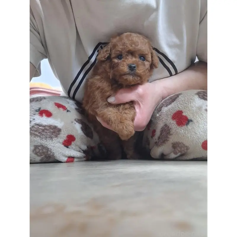 販売中の群馬県のタイニープードル-456988の5枚目