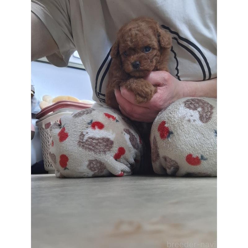 販売中の群馬県のタイニープードル-456988の4枚目