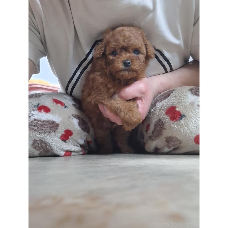 販売中の群馬県のタイニープードル-456988の3枚目