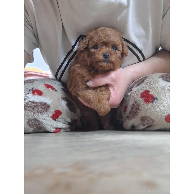 販売中の群馬県のタイニープードル-456988の2枚目