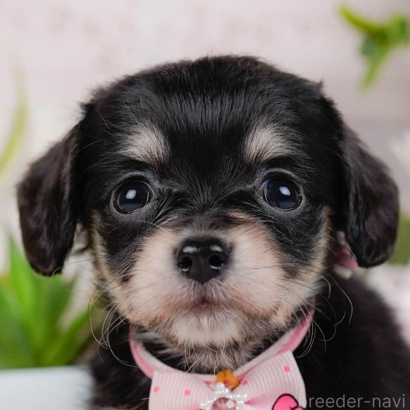 販売中の神奈川県のチワックス:チワワ×ミニチュアダックスフンド-456991