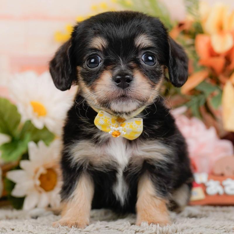 販売中の神奈川県のチワックス:チワワ×ミニチュアダックスフンド-456992