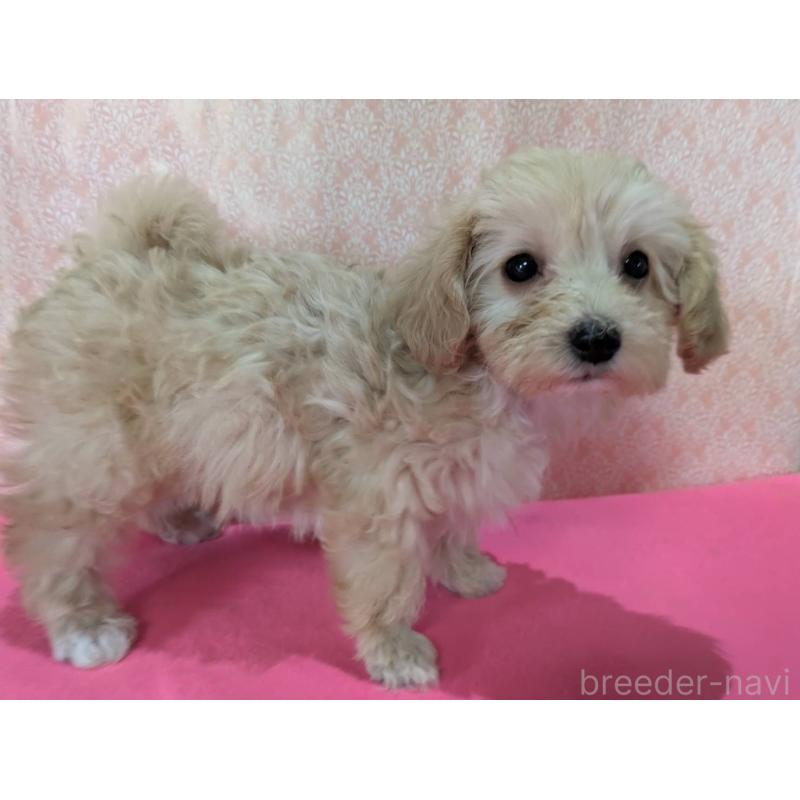 販売中の埼玉県のマルプー:マルチーズ×トイプードル-456995