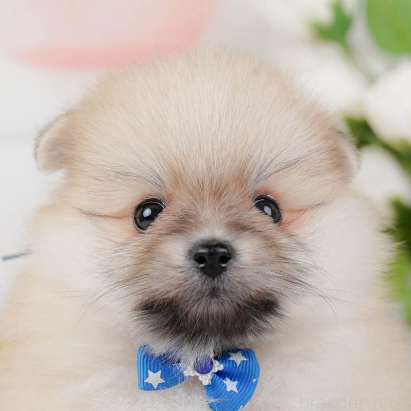 販売中の神奈川県のポメラニアン-456993