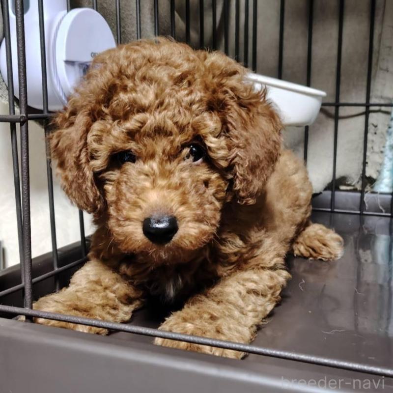 販売中の徳島県のトイプードル-445872