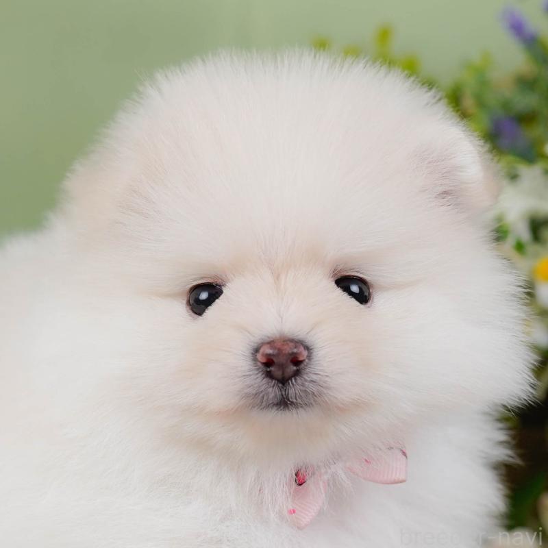 販売中の神奈川県のポメラニアン-456994