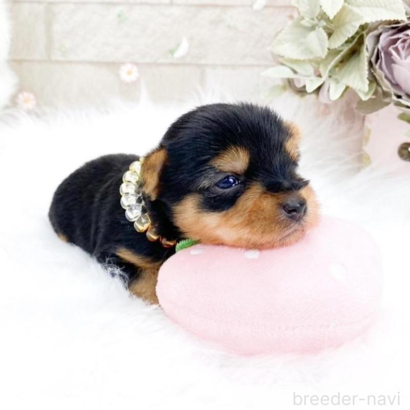 販売中の滋賀県のヨークシャーテリア-456999