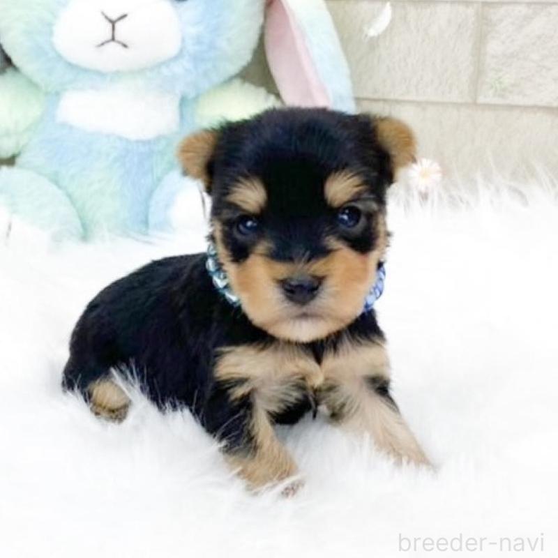 販売中の滋賀県のヨークシャーテリア-457000