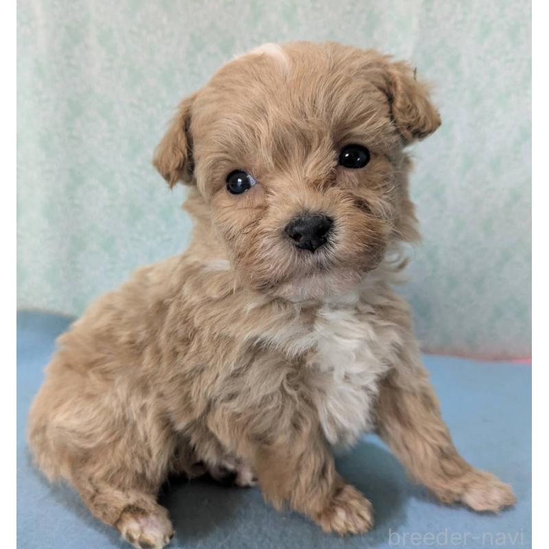 販売中の埼玉県のマルプー:マルチーズ×トイプードル-457004