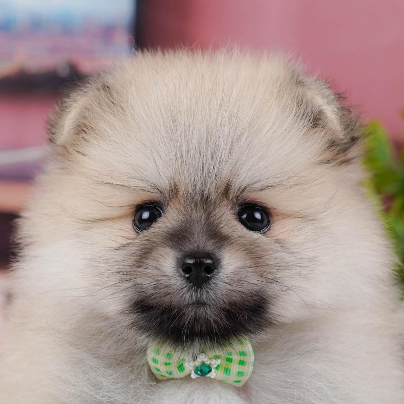 販売中の神奈川県のポメラニアン-457003