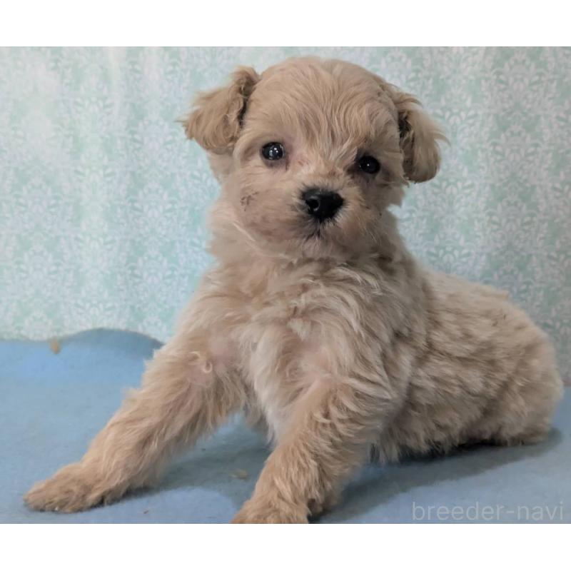 販売中の埼玉県のマルプー:マルチーズ×トイプードル-453752