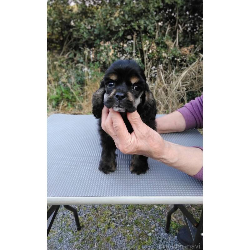 販売中の奈良県のアメリカンコッカースパニエル-457005