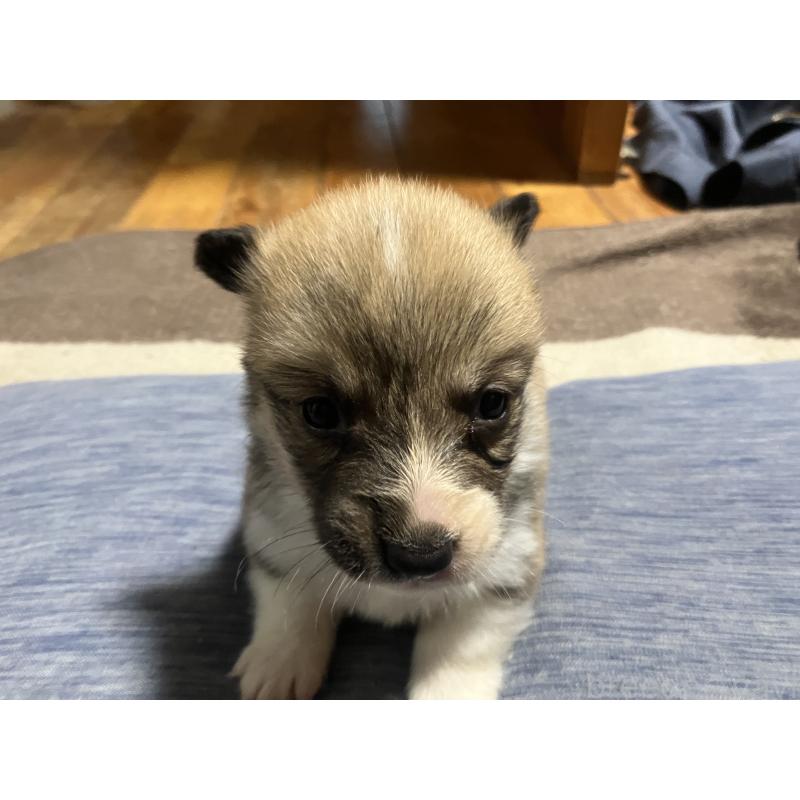 販売中の埼玉県のウェルシュコーギーペンブローク-455253