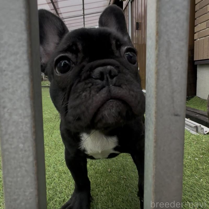 販売中の兵庫県のフレンチブルドッグ-444771