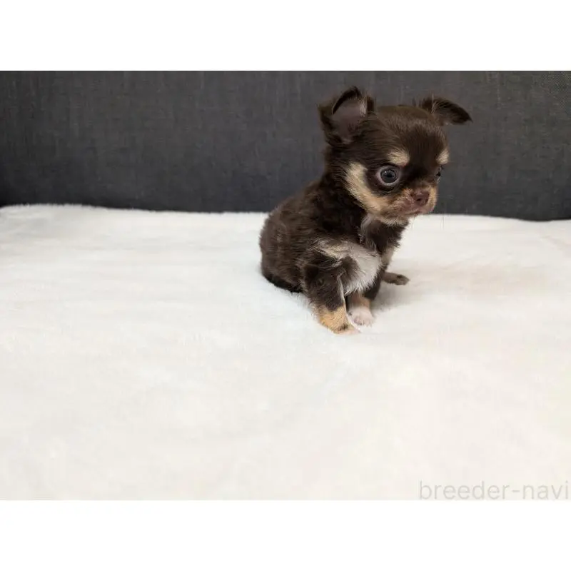 販売中の愛知県のチワワ(ロングコート)-456903の14枚目