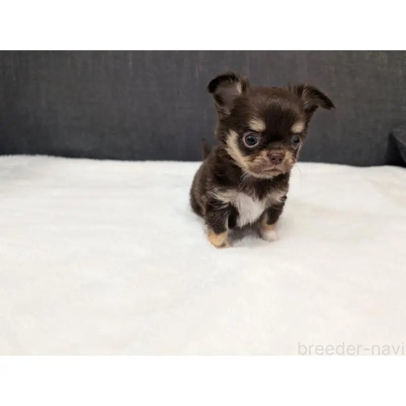 販売中の愛知県のチワワ(ロングコート)-456903の13枚目