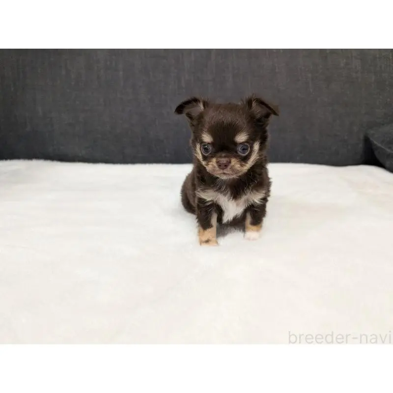 販売中の愛知県のチワワ(ロングコート)-456903の12枚目