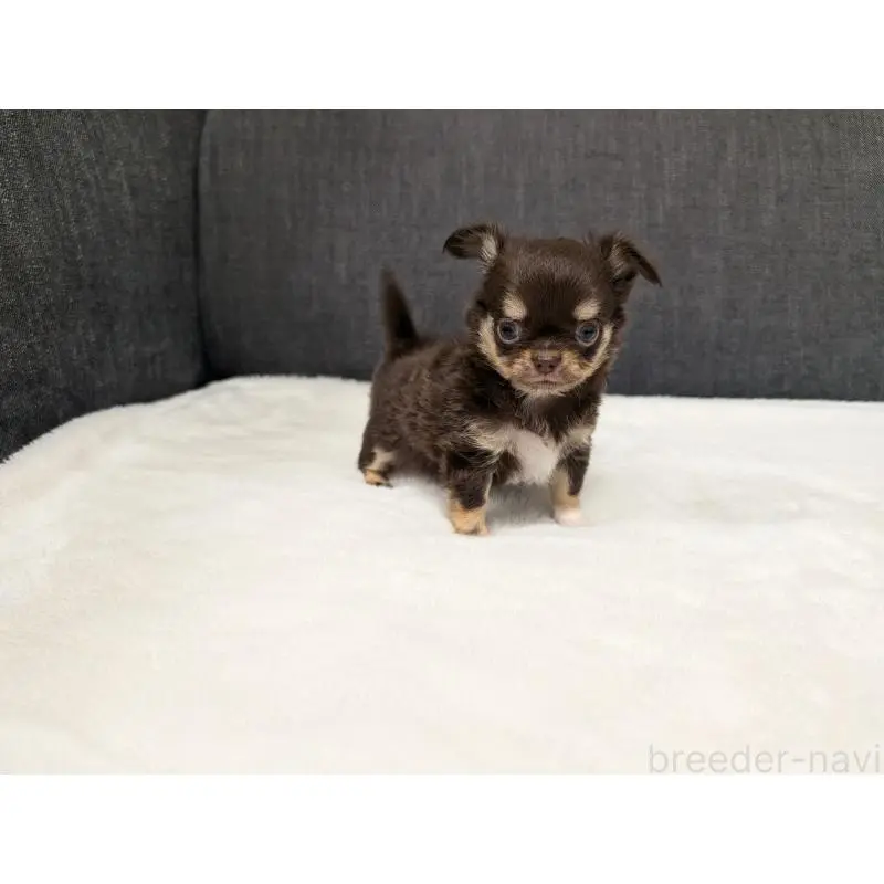 販売中の愛知県のチワワ(ロングコート)-456903の11枚目