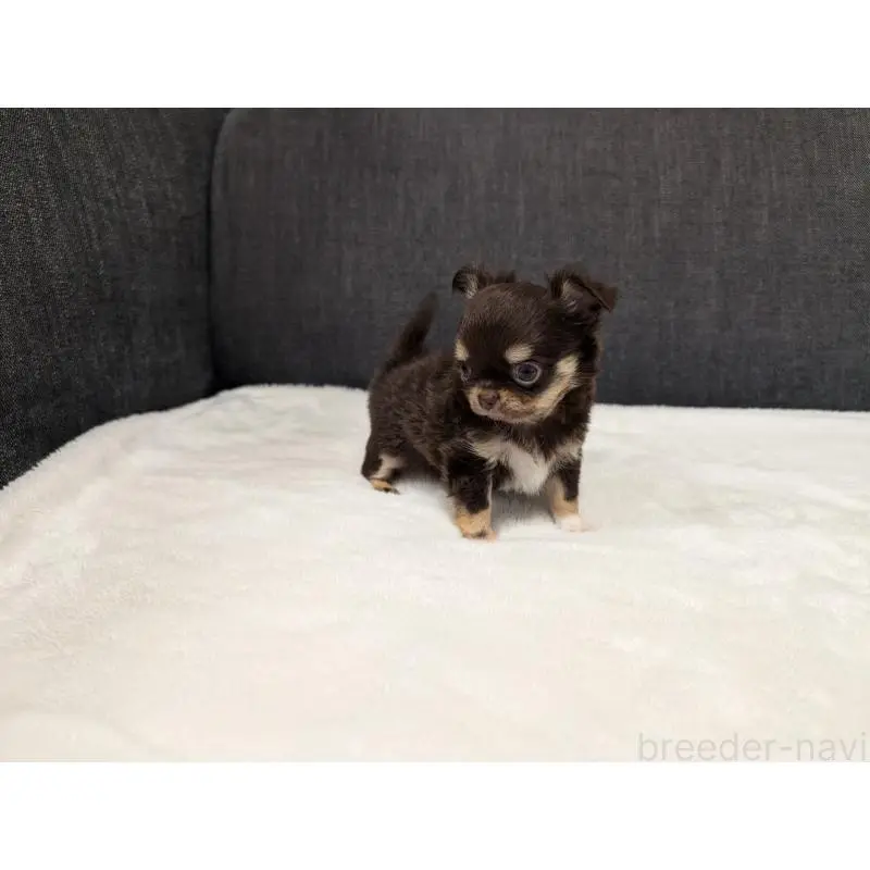 販売中の愛知県のチワワ(ロングコート)-456903の10枚目