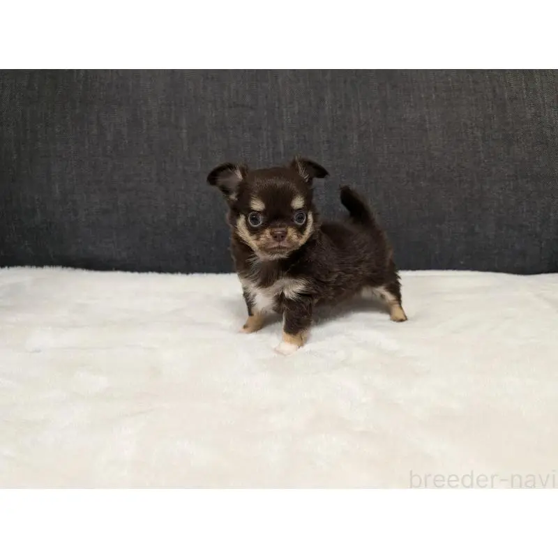 販売中の愛知県のチワワ(ロングコート)-456903の8枚目