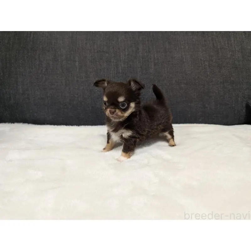 販売中の愛知県のチワワ(ロングコート)-456903の7枚目