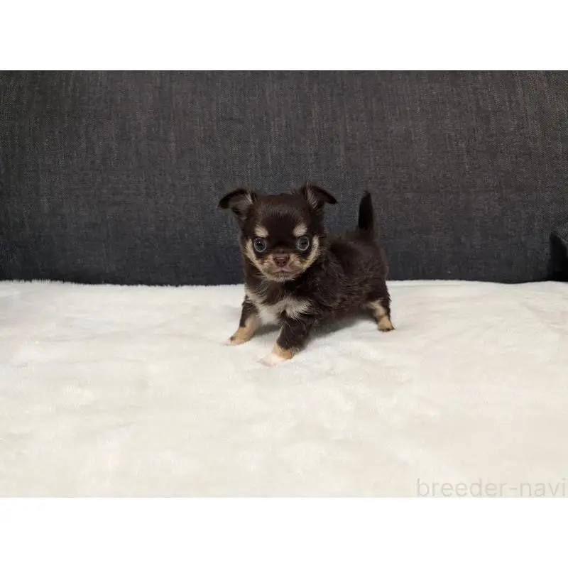 販売中の愛知県のチワワ(ロングコート)-456903の6枚目