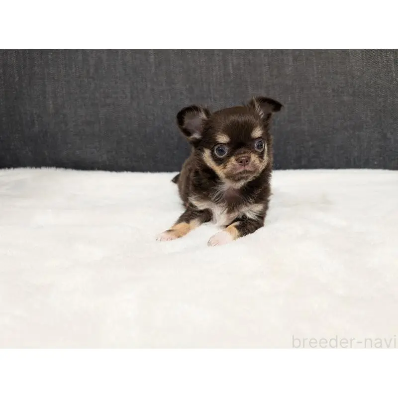 販売中の愛知県のチワワ(ロングコート)-456903の5枚目