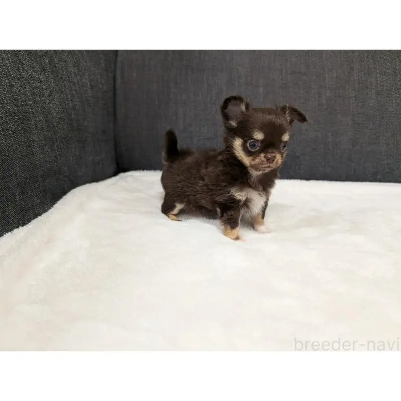 販売中の愛知県のチワワ(ロングコート)-456903の4枚目