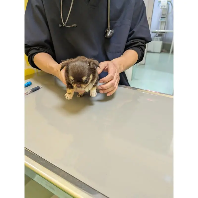 販売中の愛知県のチワワ(ロングコート)-456903の3枚目