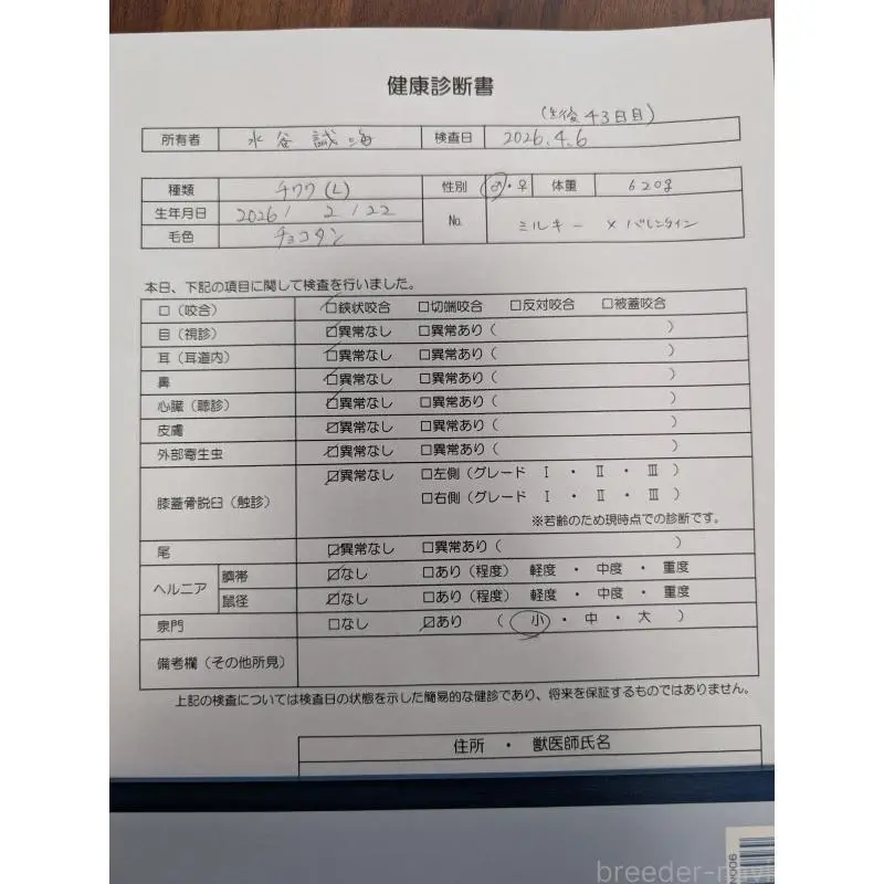 販売中の愛知県のチワワ(ロングコート)-456903の2枚目