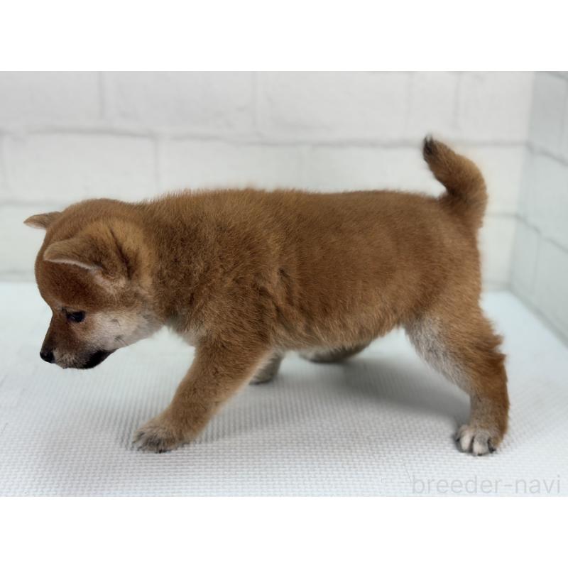 販売中の愛知県の豆柴-456905の4枚目