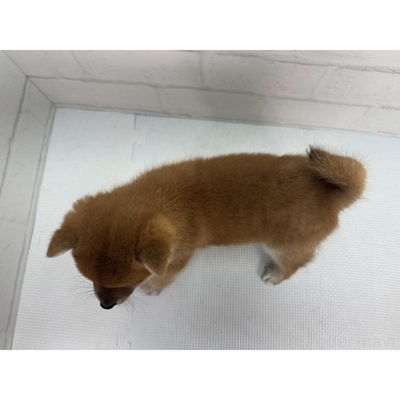 販売中の愛知県の豆柴-456905の3枚目