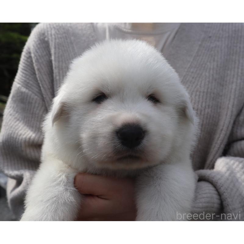 販売中の千葉県のグレートピレニーズ-456906の5枚目