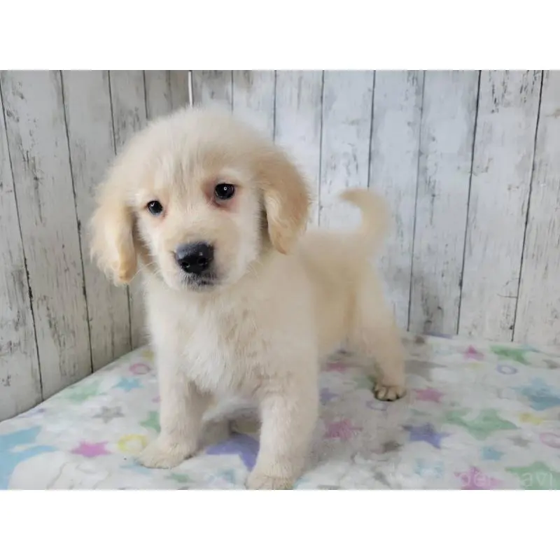 販売中の三重県のゴールデンレトリーバー-456909の5枚目