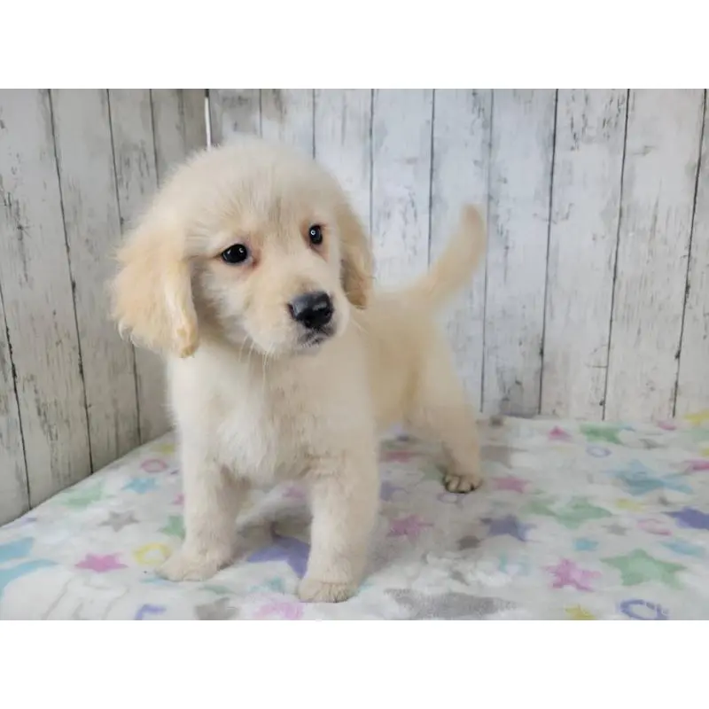 販売中の三重県のゴールデンレトリーバー-456909の4枚目