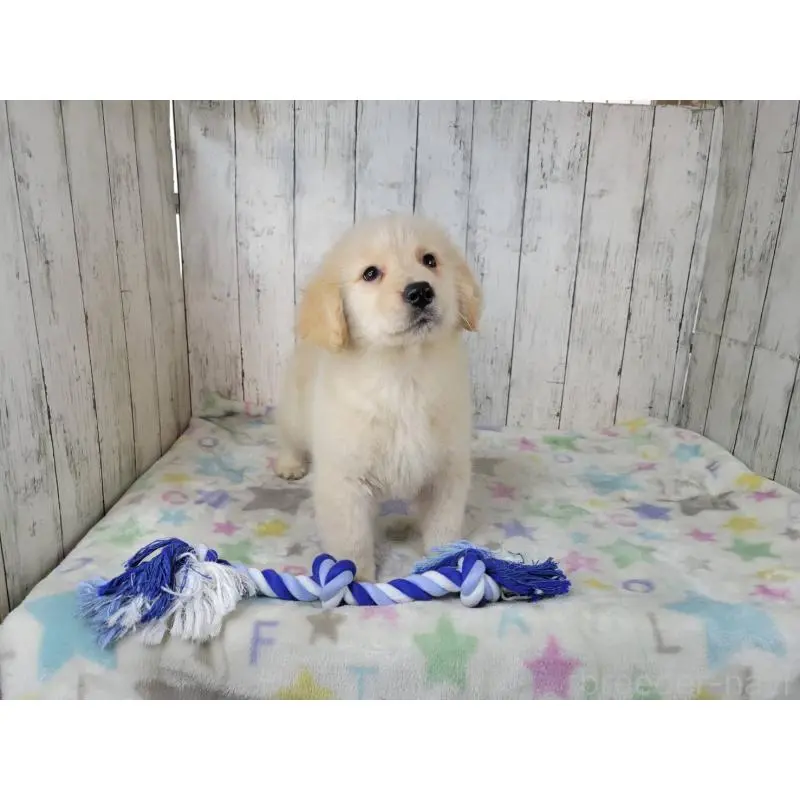 販売中の三重県のゴールデンレトリーバー-456909の3枚目