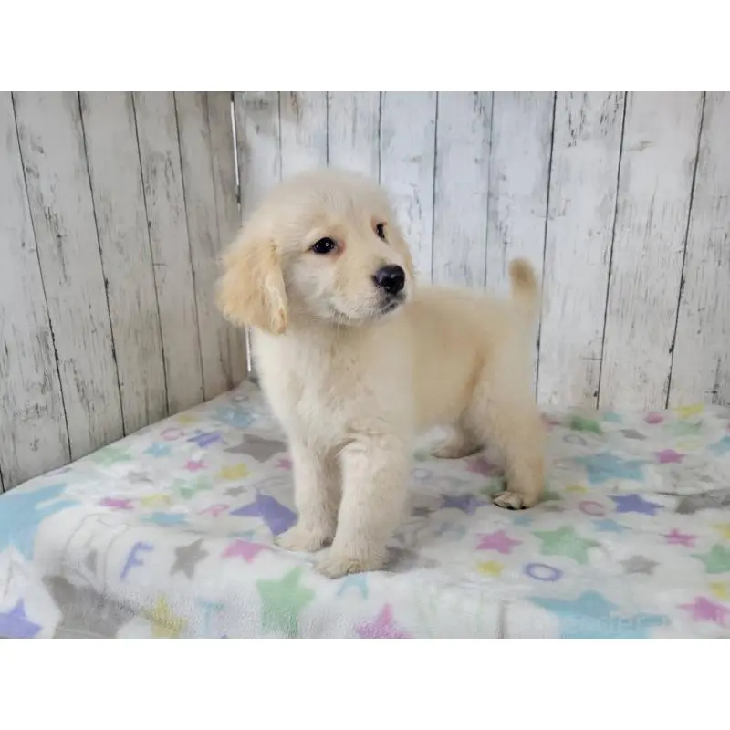 販売中の三重県のゴールデンレトリーバー-456909の2枚目